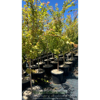 Acer Palmatum Sango Kaku Syn Senkaki 500Mm Pot Default Type