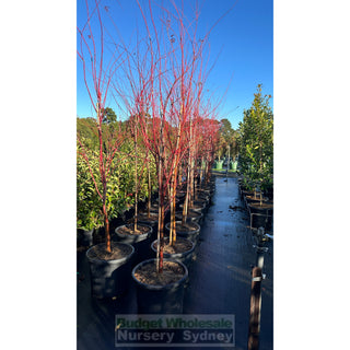 Acer Palmatum ’Sango Kaku’ Syn Senkaki 500Mm Pot Default Type