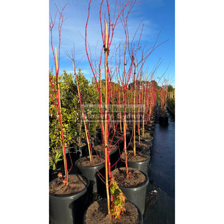 Acer Palmatum Sango Kaku Syn Senkaki 500Mm Pot Default Type