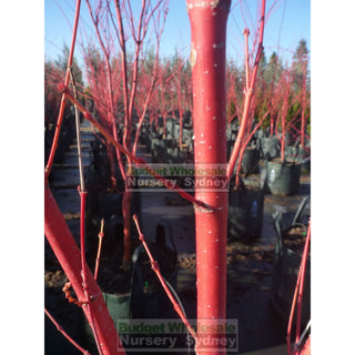Acer Palmatum Sango Kaku Syn Senkaki 100Lt Default Type