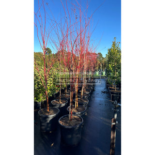 Acer Palmatum ’Sango Kaku’ Syn Senkaki 500Mm Pot Default Type
