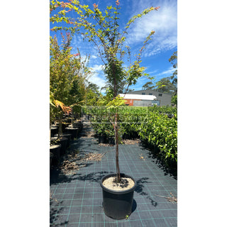 Acer Palmatum Sango Kaku Syn Senkaki 500Mm Pot Default Type