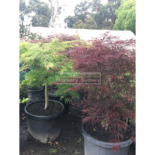 Acer Weeping Japanese Maple Dissectum 500Mm Pot Plants