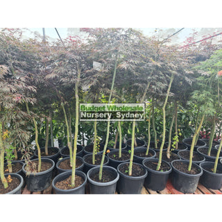 Acer Weeping Japanese Maple Dissectum 400Mm Pot Plants
