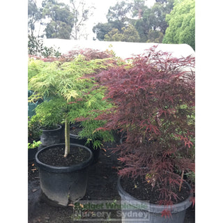 Acer Weeping Japanese Maple Dissectum 500Mm Pot Plants