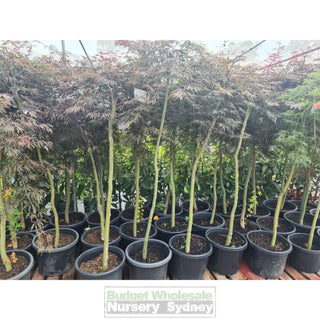 Acer Weeping Japanese Maple Dissectum 400Mm Pot Plants