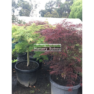 Acer Weeping Japanese Maple Dissectum 500Mm Pot Plants