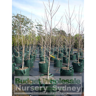 Acer X Freemanii Autumn Blaze Super Large 100Lt Bags Red Maple Default Type