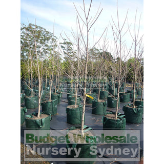 Acer X Freemanii Autumn Blaze Super Large 100Lt Bags Red Maple Default Type