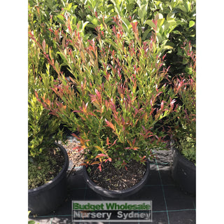 Acmena Cherry Surprise 200Mm Pot Plants