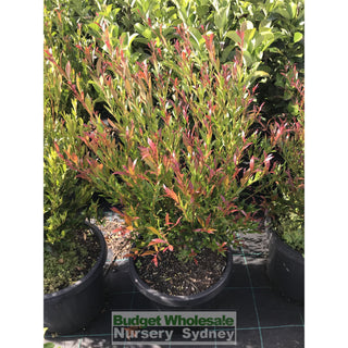 Acmena Cherry Surprise 200Mm Pot Plants