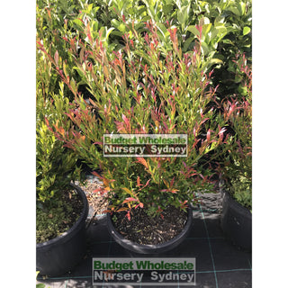 Acmena Cherry Surprise 200Mm Pot Plants