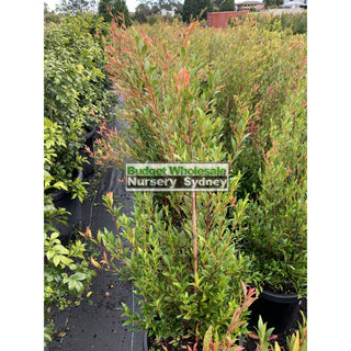 Acmena Cherry Surprise Large 300Mm Pot Plants