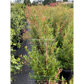 Acmena Cherry Surprise Large 300Mm Pot Plants