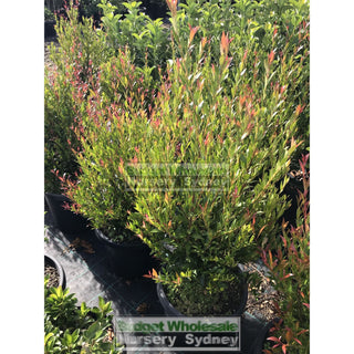 Acmena Cherry Surprise Large 300Mm Pot Plants