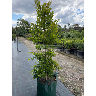 Acmena FireScreen 100L Plants