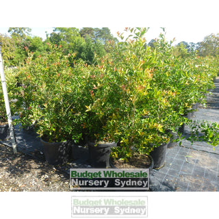 Acmena Firescreen Xlarge 500Mm Pot 75L Plants