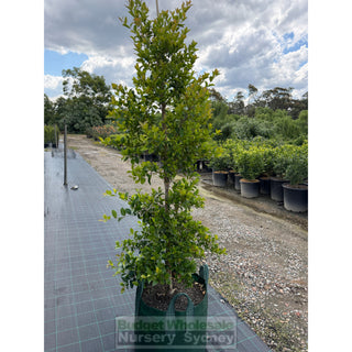 Acmena FireScreen 100L Plants