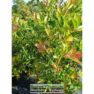 Acmena Firescreen Xlarge 500Mm Pot 75L Plants