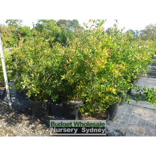 Acmena Firescreen Xlarge 500Mm Pot 75L Plants