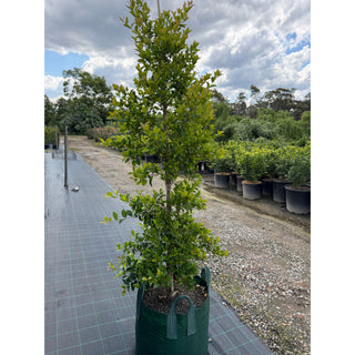Acmena FireScreen 100L Plants