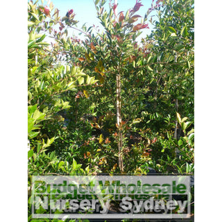Acmena Firescreen Xlarge 500Mm Pot 75L Plants