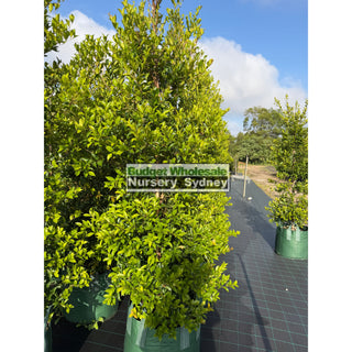 Acmena FireScreen 100L Plants