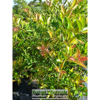 Acmena Firescreen Xlarge 500Mm Pot 75L Plants