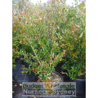 Acmena Firescreen Large 300Mm Pot Plants