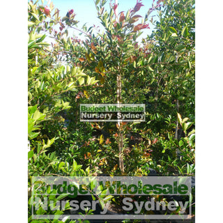 Acmena Firescreen Large 300Mm Pot Plants