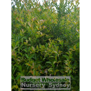 Acmena Firescreen Large 300Mm Pot Plants