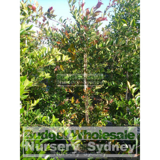 Acmena Firescreen Large 300Mm Pot Plants