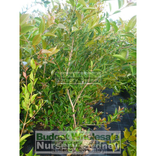 Acmena Firescreen Large 300Mm Pot Plants