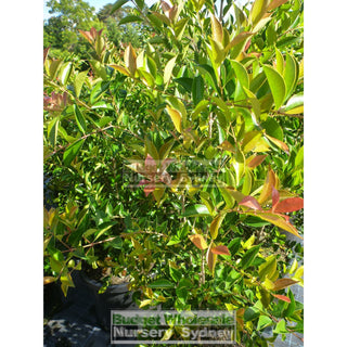 Acmena Firescreen Large 300Mm Pot Plants