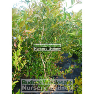 Acmena Firescreen Large 300Mm Pot Plants