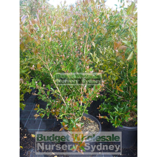 Acmena Firescreen Large 300Mm Pot Plants