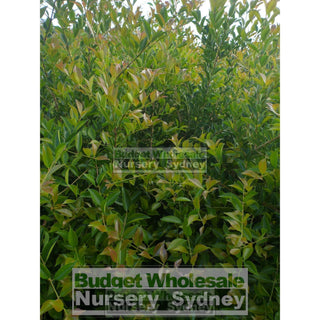 Acmena Firescreen Large 300Mm Pot Plants