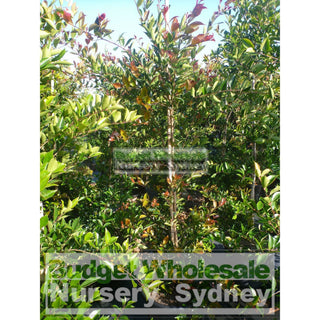 Acmena Firescreen Large 300Mm Pot Plants