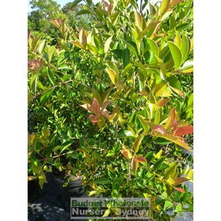 Acmena Firescreen Xlarge 400Mm Pot 45L Plants