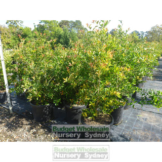 Acmena Firescreen Xlarge 400Mm Pot 45L Plants