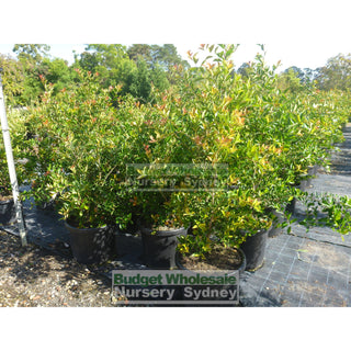 Acmena Firescreen Xlarge 400Mm Pot 45L Plants
