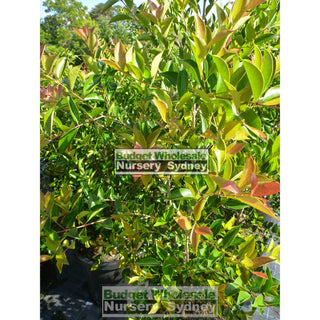 Acmena Firescreen Xlarge 400Mm Pot 45L Plants