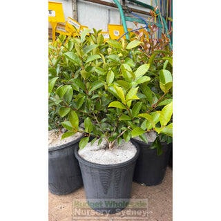 Acmena Smithii 200mm Pot - Plants