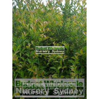 Acmena Smithii Large 300Mm Pot Plants