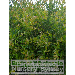 Acmena Smithii Large 300Mm Pot Plants