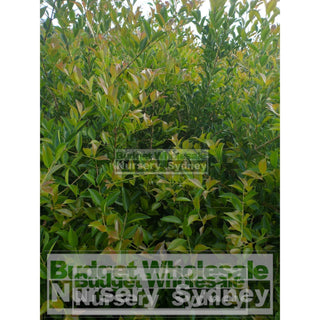 Acmena Smithii Large 300Mm Pot Plants