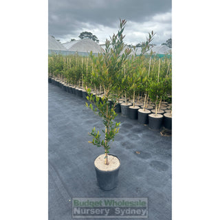 Acmena Smithii Minor 200Mm Pot Plants
