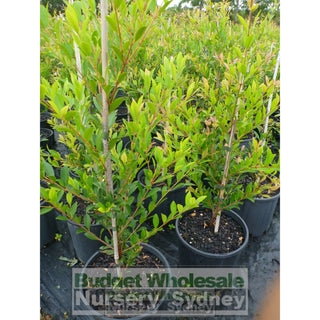 Acmena Smithii Minor 200Mm Pot Plants