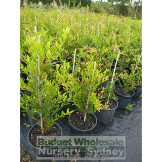 Acmena Smithii Minor 200Mm Pot Plants