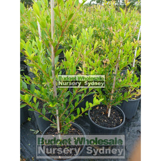 Acmena Smithii Minor 200Mm Pot Plants